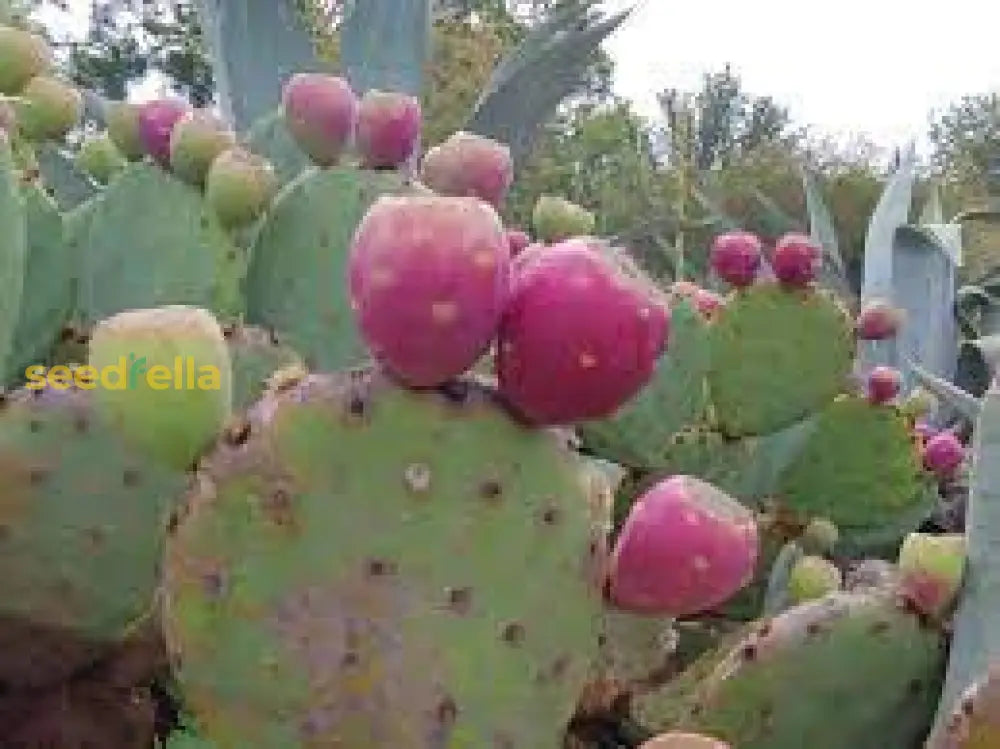 Pink Spineless Opuntia Seeds for Planting Unique Cactus Variety