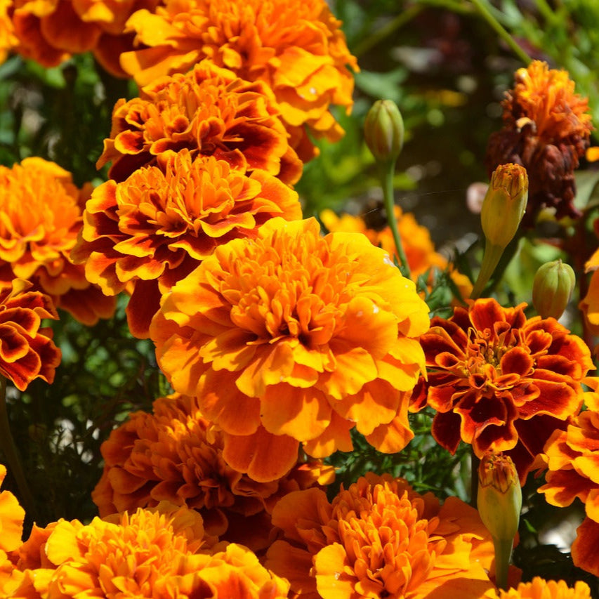 Orange Carnations Flower seeds for Planting - Shade Tolerant, Heirloom & GMO Free Seeds for Home Garden
Sale for planting in home garden