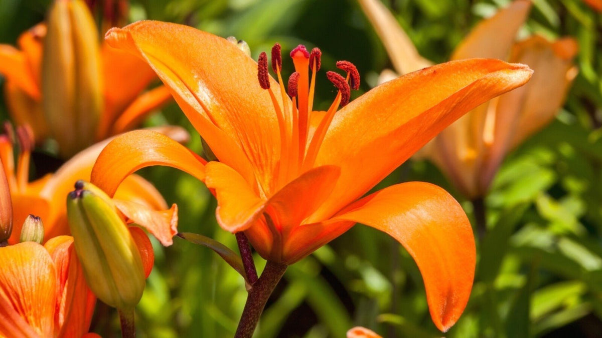 Lilium Flower seeds for Planting Garden Favorite Heirloom & GMO Free Seeds for Home Garden
Sale for planting in home garden