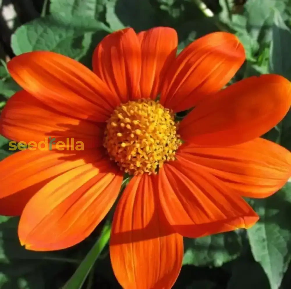 Orange Mini Sunflower Seeds For Easy Planting Flower