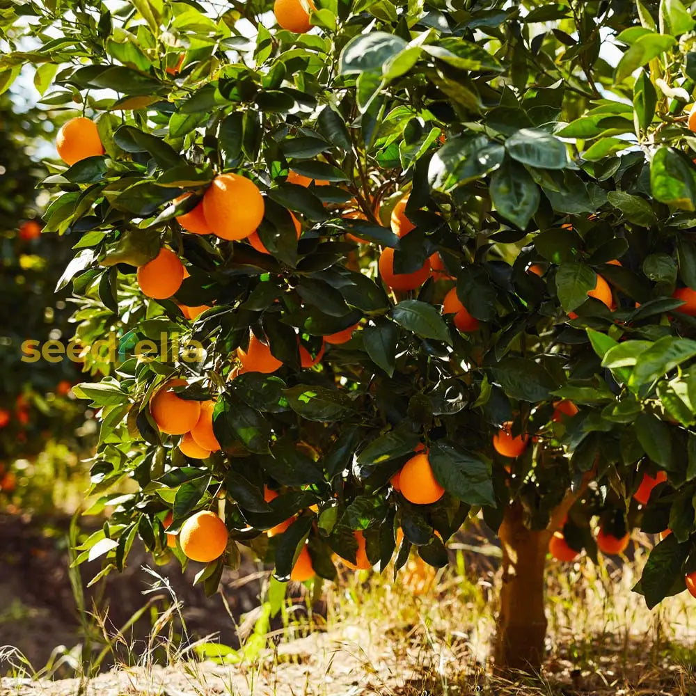 Orange Planting Seeds for Juicy Citrus Fruit - Grow Delicious Oranges