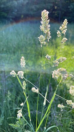 Quickdraw Orchardgrass (Dactylis glomerata) Petgrass, Cocksfoot, Cool-Season Perennial Bunchgrass Seeds