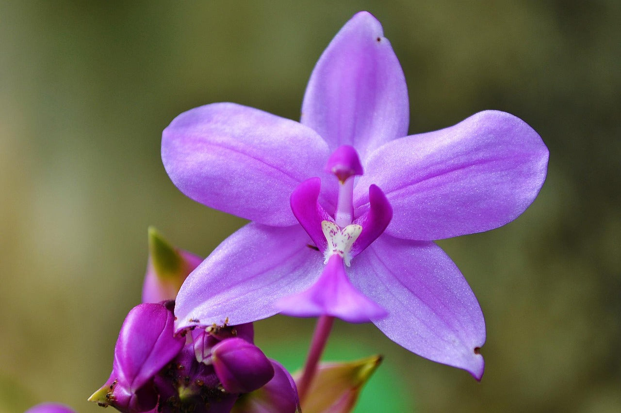 Orchid Flower seeds for Planting Vibrant Colors Heirloom & GMO Free Seeds for Home Garden