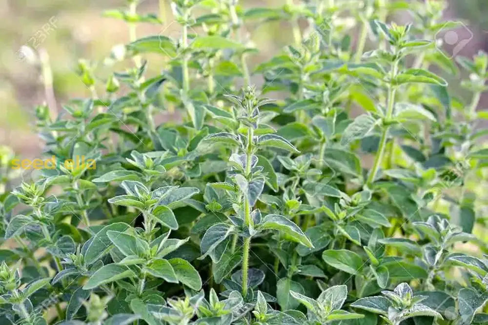 Oregano Herb Seeds for Planting - Grow Fresh Flavor