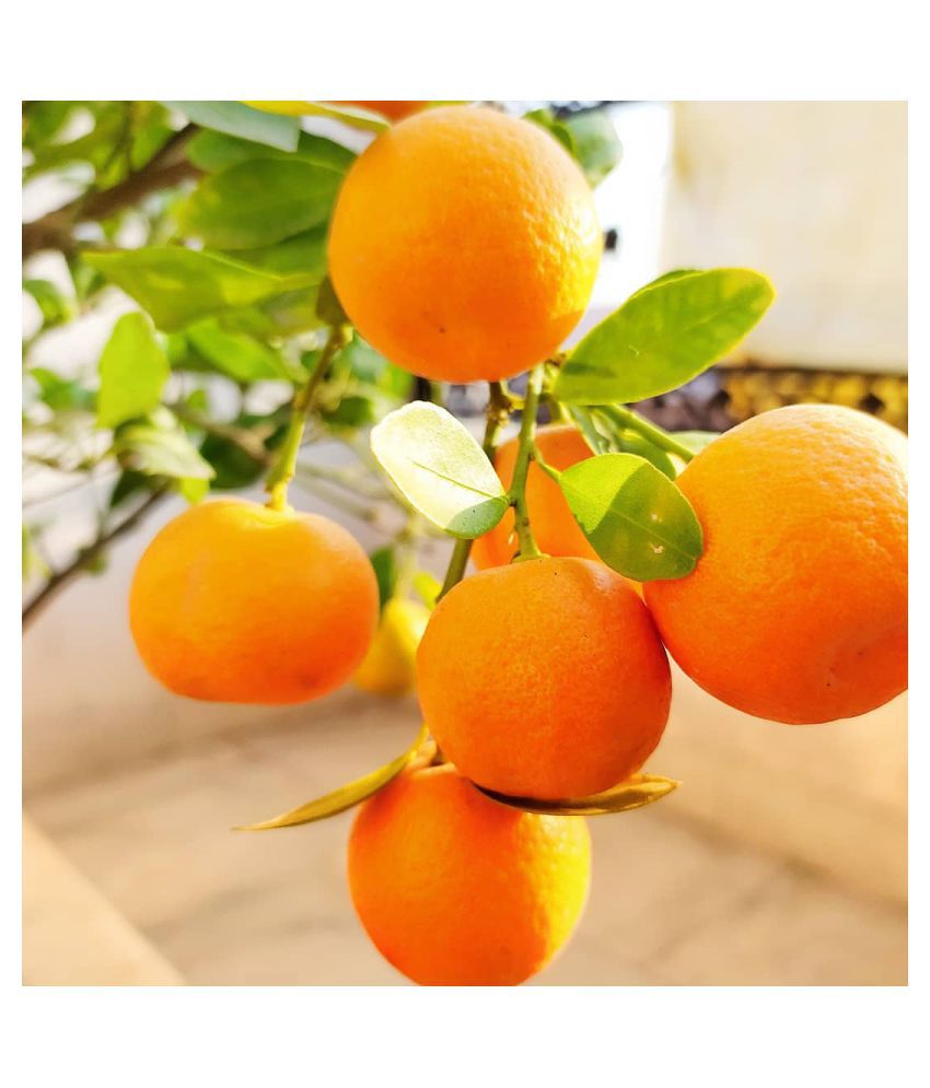 Orange Fruit Seeds for Planting - Grow Delicious Oranges at Home
