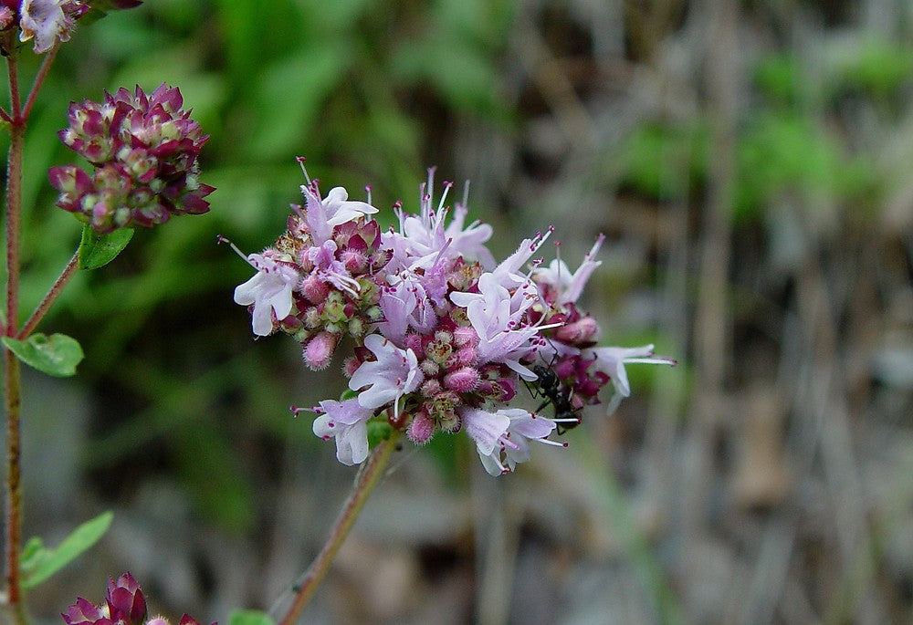 Origanum Vulgare Herb Seeds