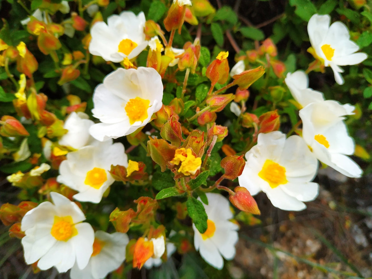 Salviifolius Flower seeds for Planting - Sun Loving, Heirloom & GMO Free Seeds for Home Garden
Sale for planting in home garden.