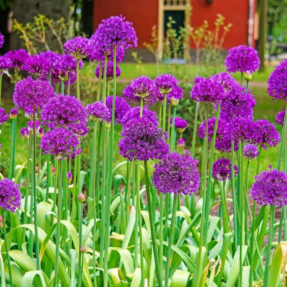 Semillas de Flor Púrpura Amatista Plateada de Ajo Estrella de Persia (Allium christophii) – 20 Semillas