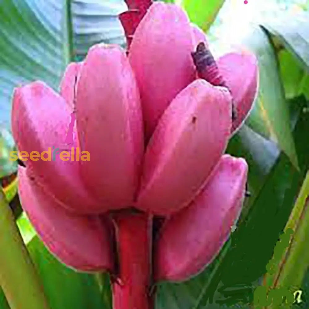 Pink Banana Planting Seeds - Tropical Garden Essential