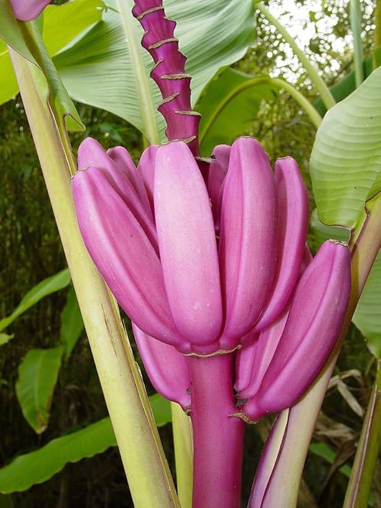 Purple Musa Banana Seeds for Planting