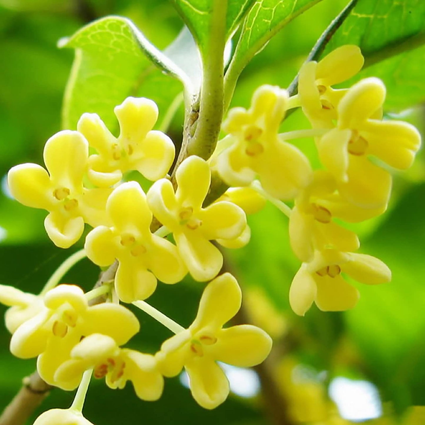 Osmanthus Fragrans Seeds for Planting fragrant garden ornamental bed