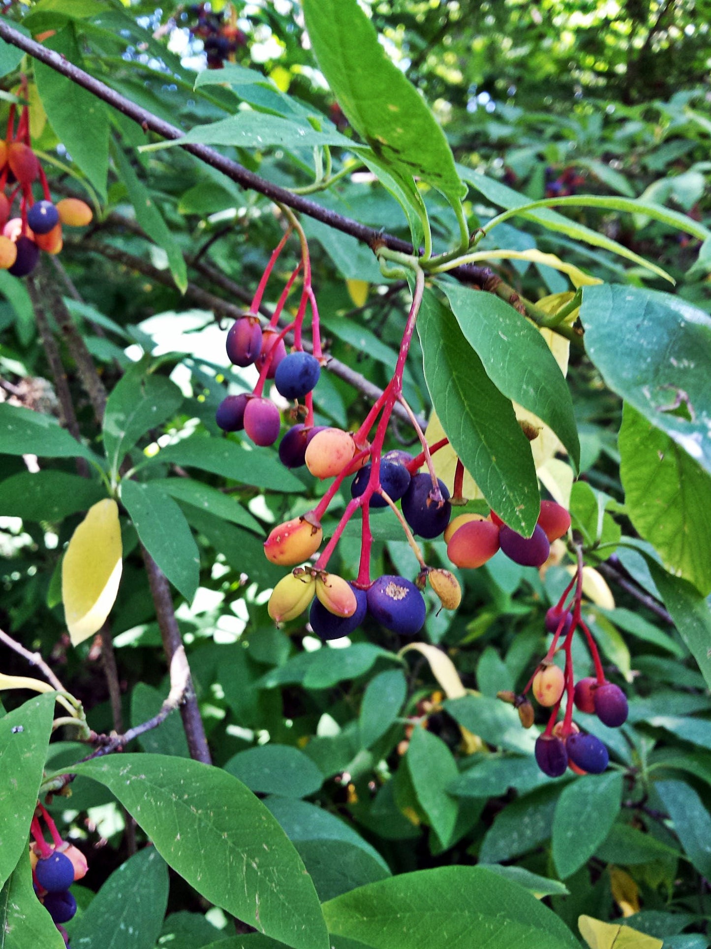 Indian Plum (Oemleria cerasiformis) - Oregon Plum / Oso Berry Fruit Shrub Seeds