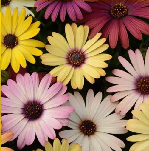 Osteospermum Flower Seeds Mix For Easy Planting