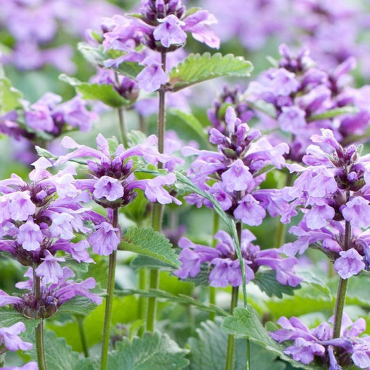 Catmint (Nepeta spp.) Flower Seeds for Planting – Heirloom, Non-GMO, Pollinator-Friendly