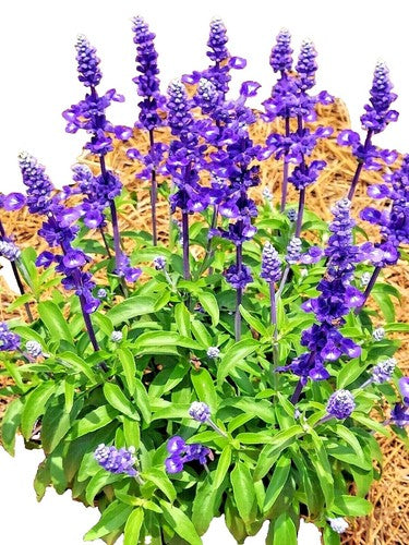 Oxford Blue Sage (Salvia viridis) Clary Painted Horminum Sage Herb Flower Seeds