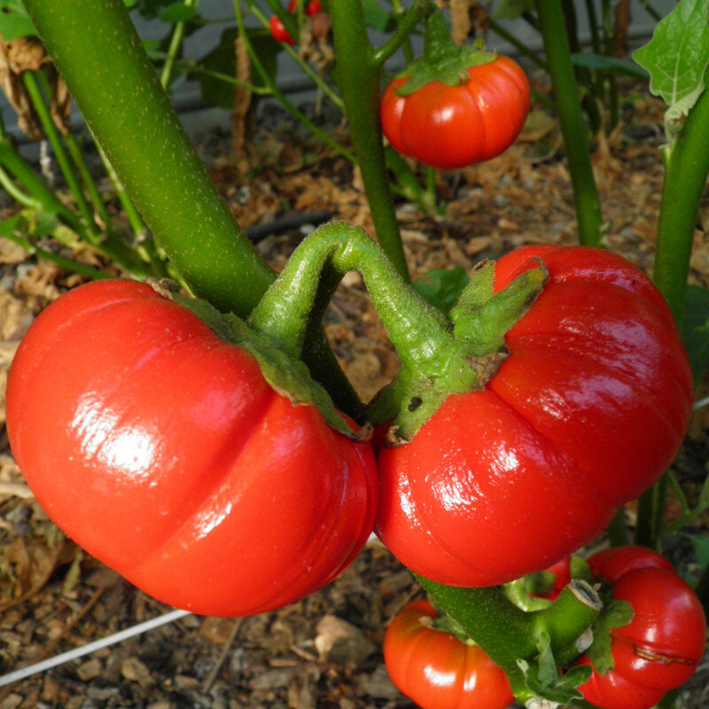 ゴヨ クンバ ナス 野菜の種