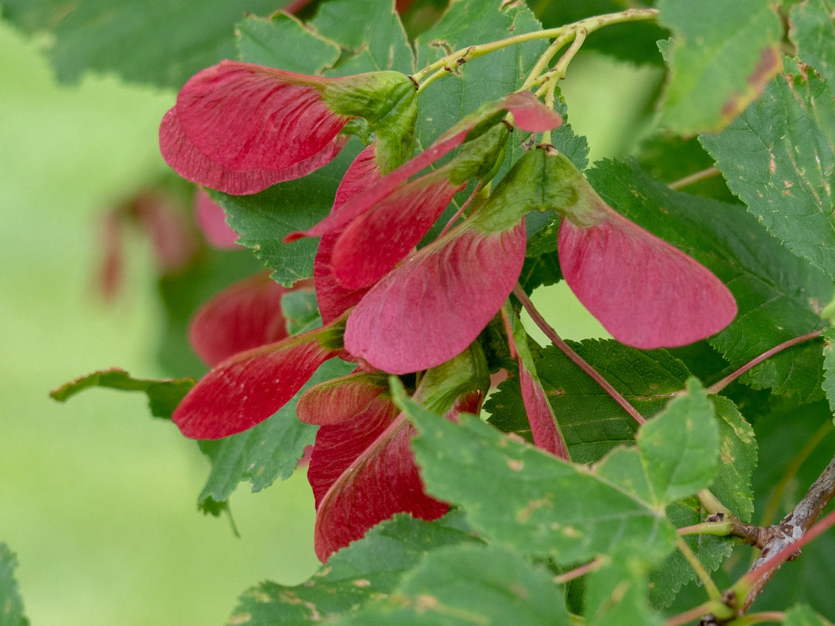 Tatarian Maple Herb Seeds – Heirloom, Non-GMO, Easy to Grow