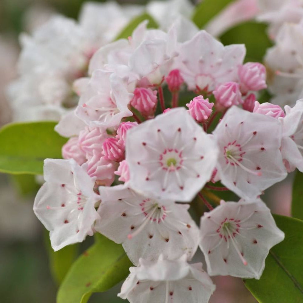 Graines de fleur de laurier des montagnes
