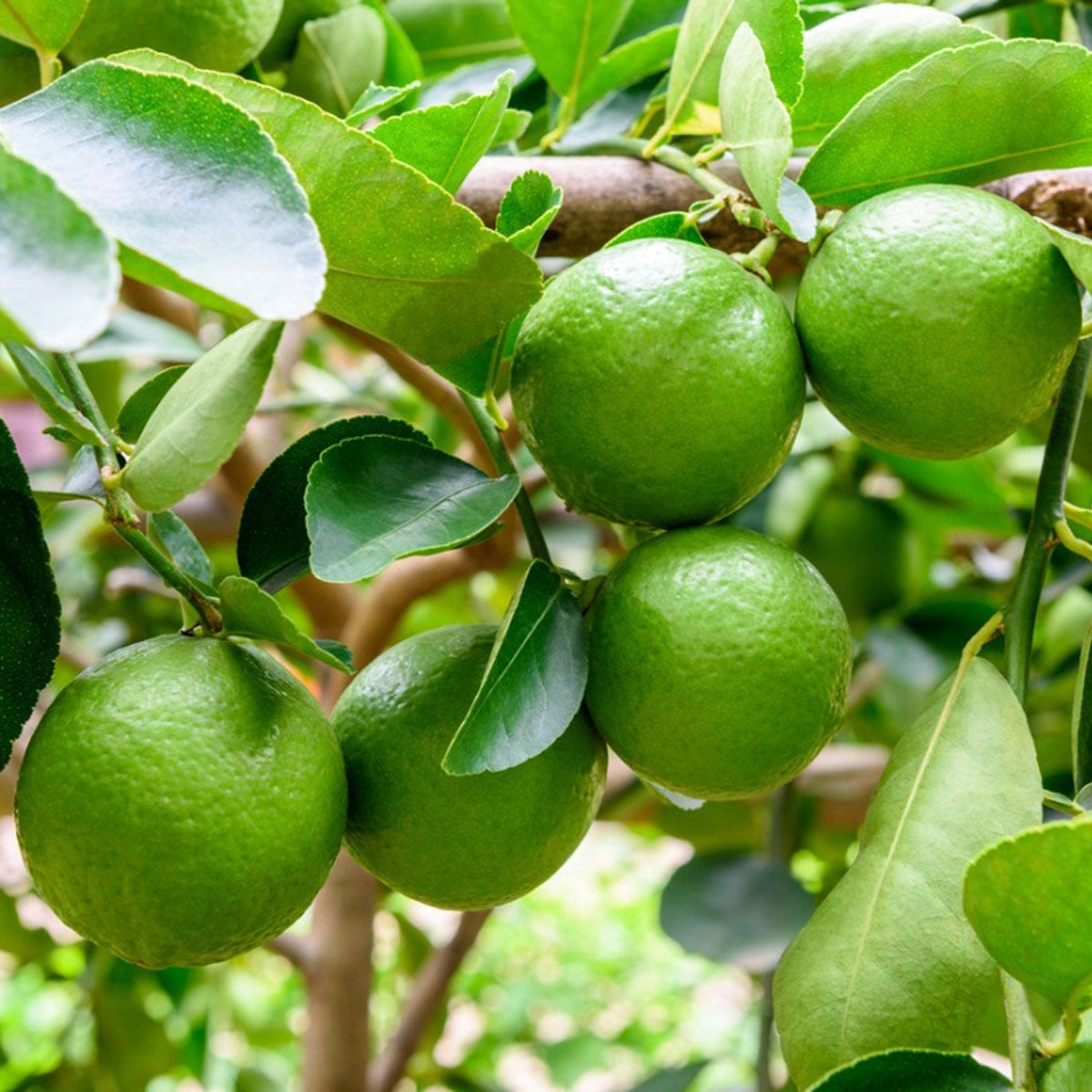 Semillas de fruta de lima