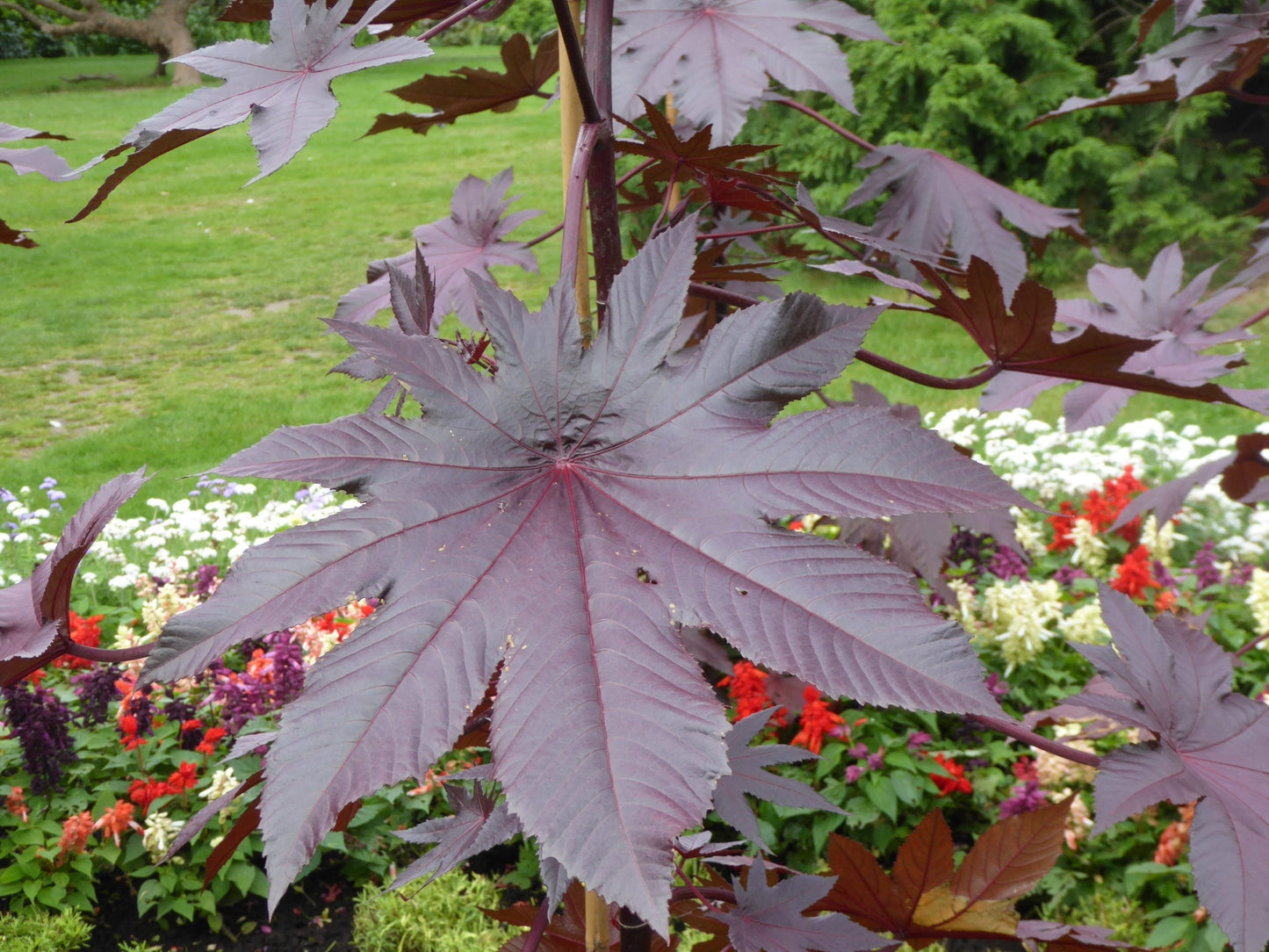 Palma Christi Seeds for Planting - Grow Your Own Green Plant