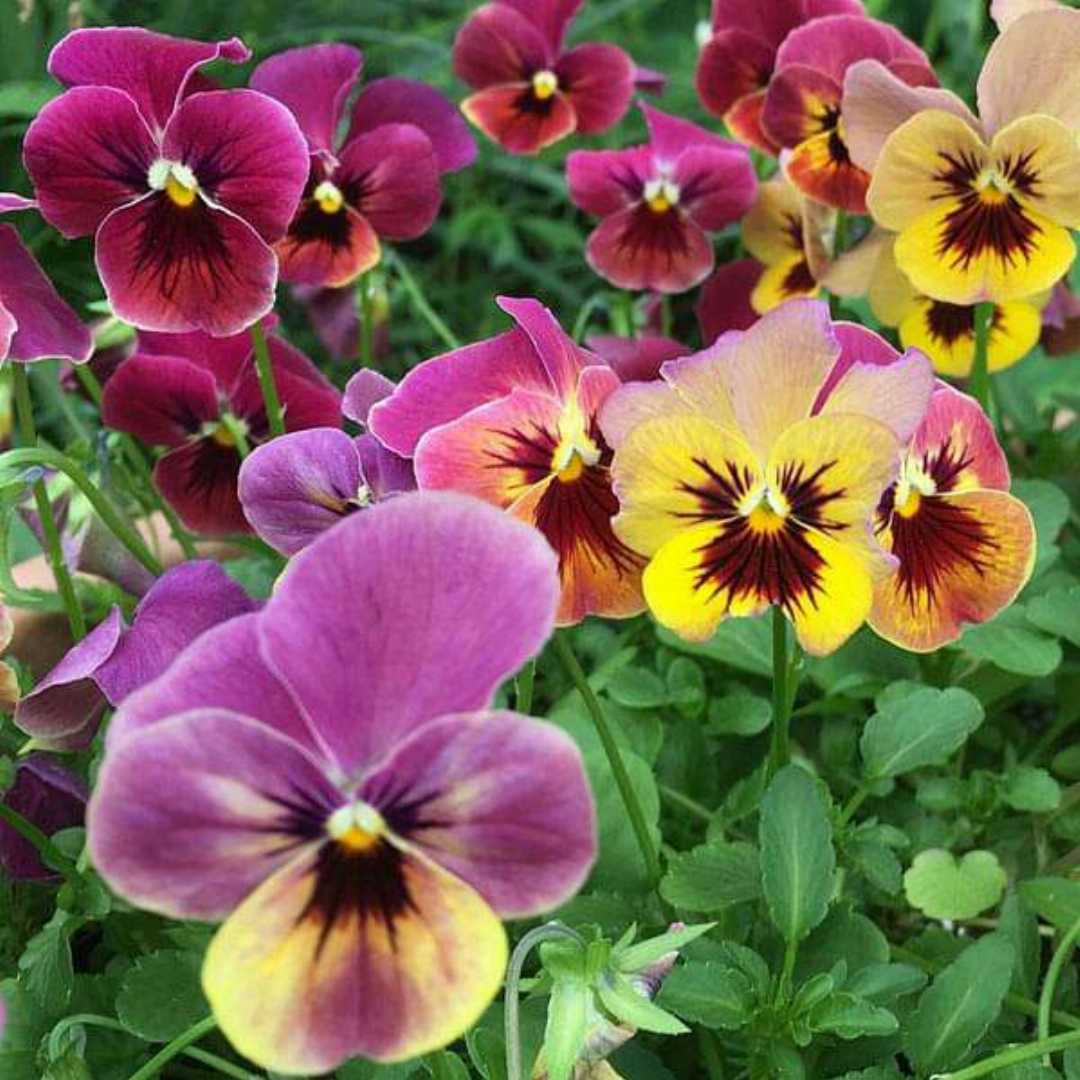Mixed Color Pansy Flower seeds for Planting - Cott