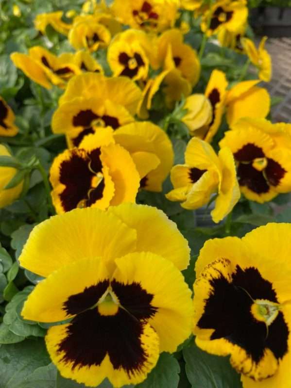 How to Plant Yellow Pansy Seeds Step by Step