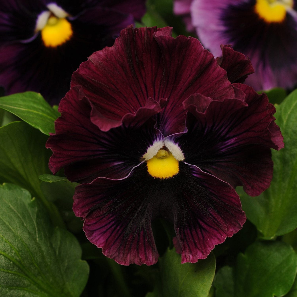 Burgundy Pansy Flower seeds for Planting - Perfect for Borders, Heirloom & GMO Free Seeds for Home Garden
Sale for planting in home garden