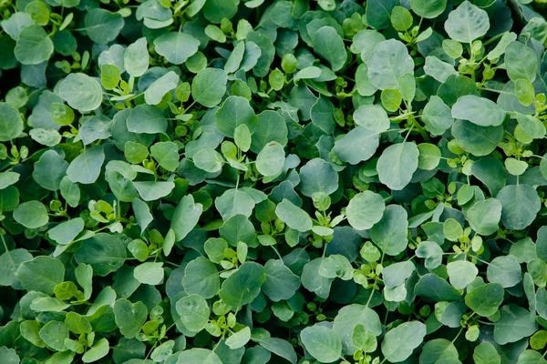 Papalo Porophyllum Ruderale Herb Seeds for Spring and Summer Planting