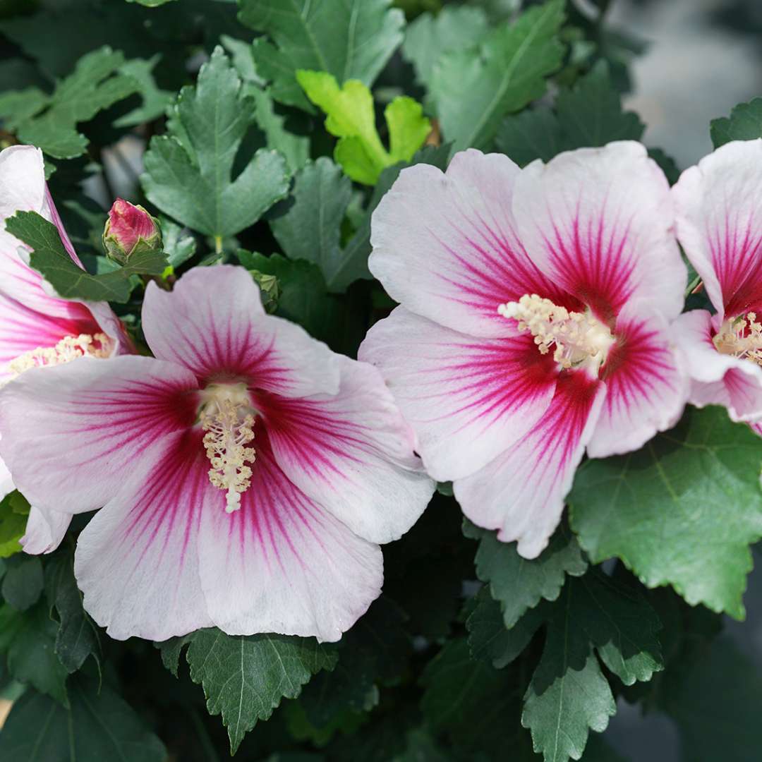 White Pink Hibiscus Flower seeds for Planting Bright Blooms Heirloom & GMO Free Seeds for Home Garden
Sale seeds for home garden planting