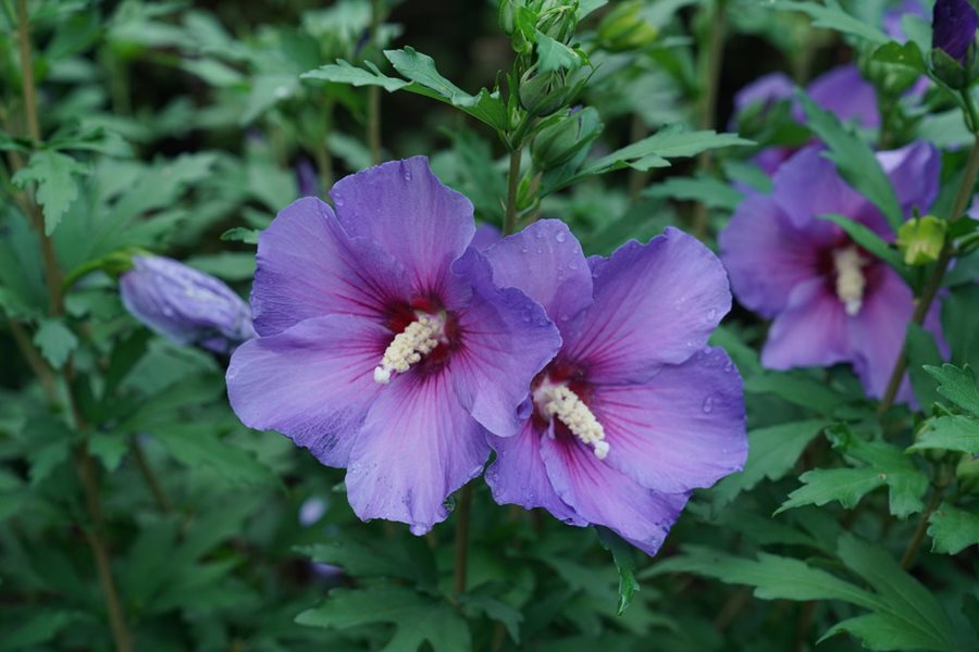 Hibiscus Syriacus Flower seeds for Planting Drought Tolerant Heirloom & GMO Free Seeds for Home Garden