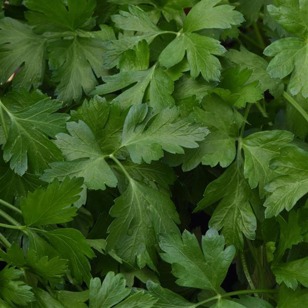 Giant of Italy Parsley Seeds (Petroselinum crispum)