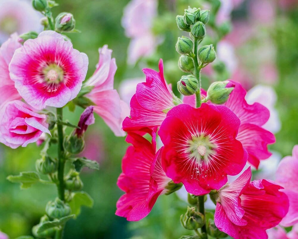 Summer Carnival Hollyhock Flower Seeds