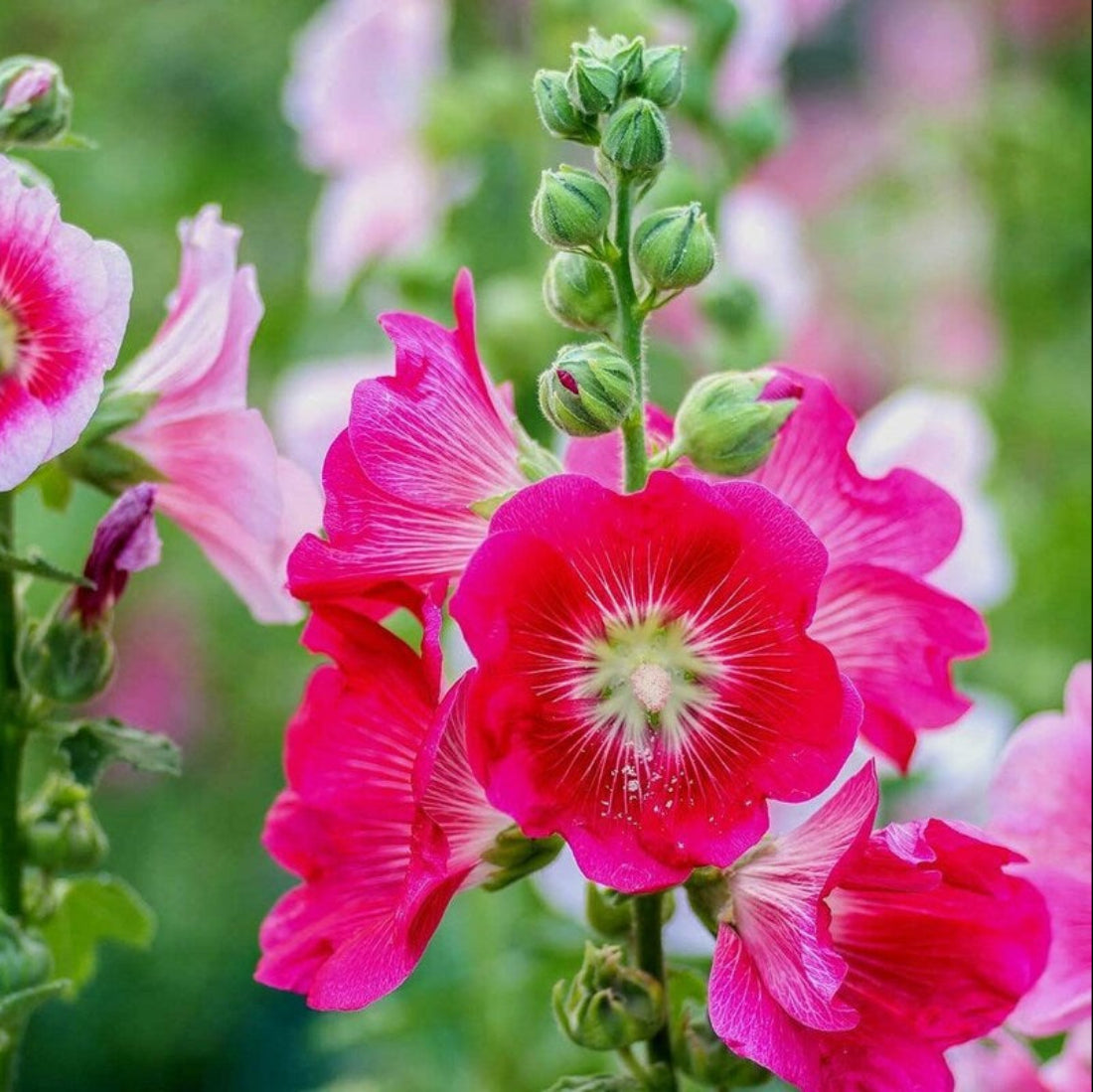 Summer Carnival Hollyhock Flower Seeds for Planting – Heirloom, Non-GMO, Easy to Grow, Perennial