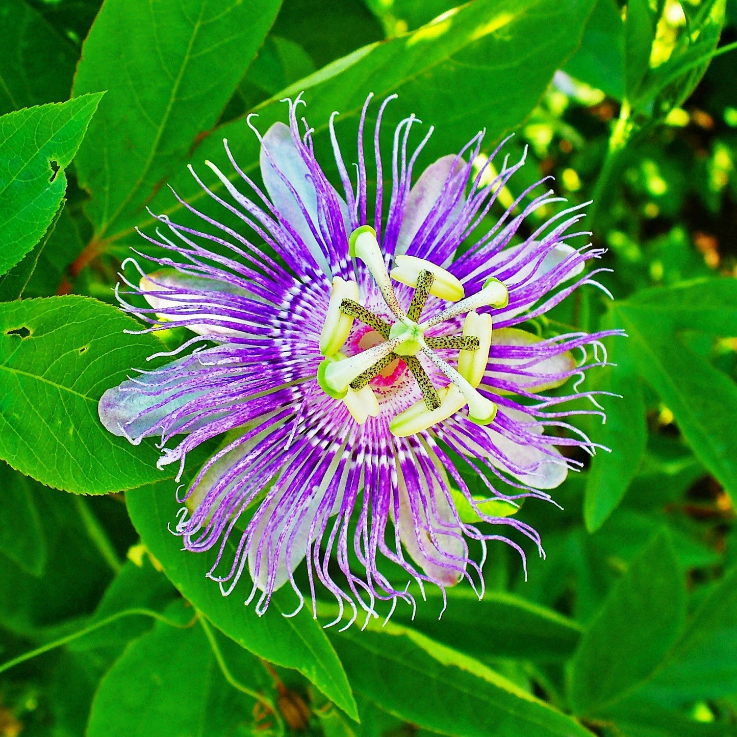 Passiflora Incarnata Flower Seeds
