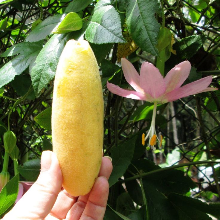 Yellow Passiflora Mollissima Fruit Seeds Planting