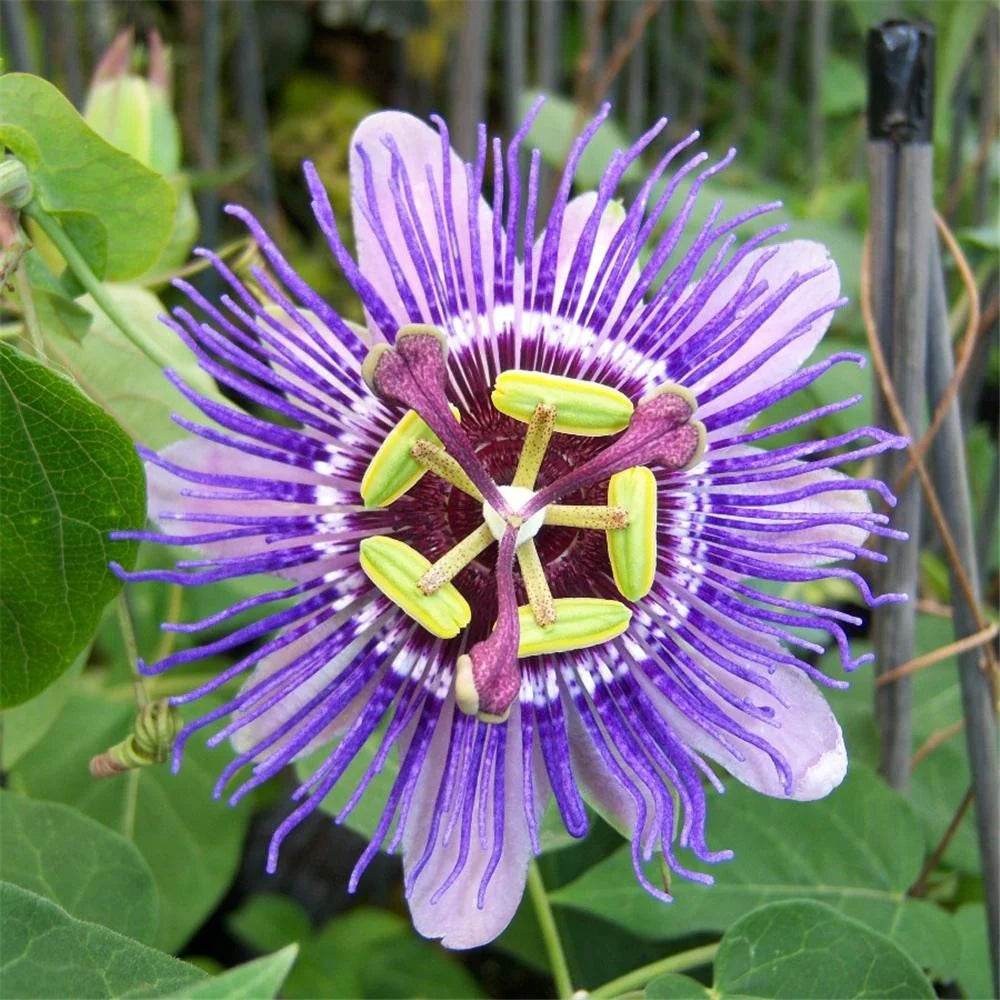 Purple Passionflower Seeds