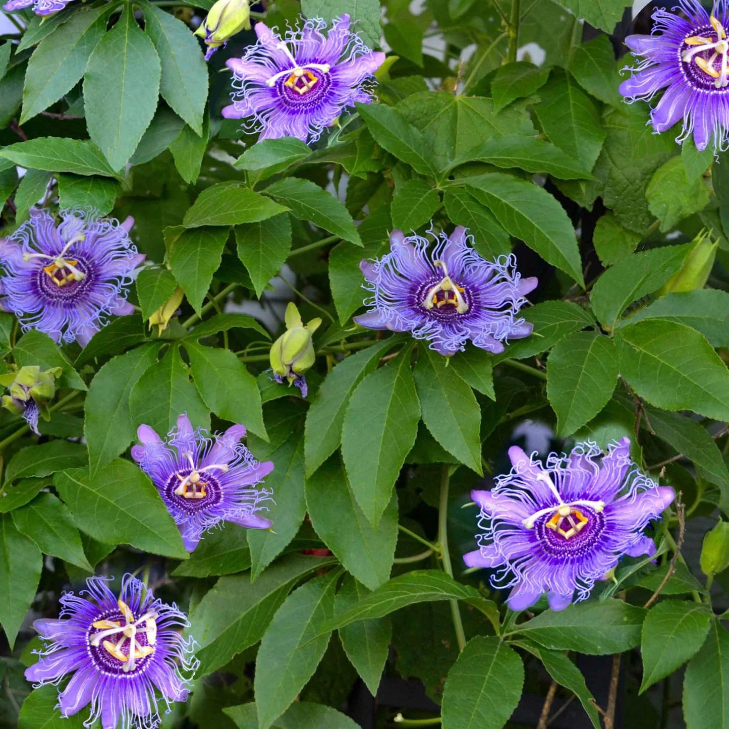 Purple Grandilla Passion Flower Seeds