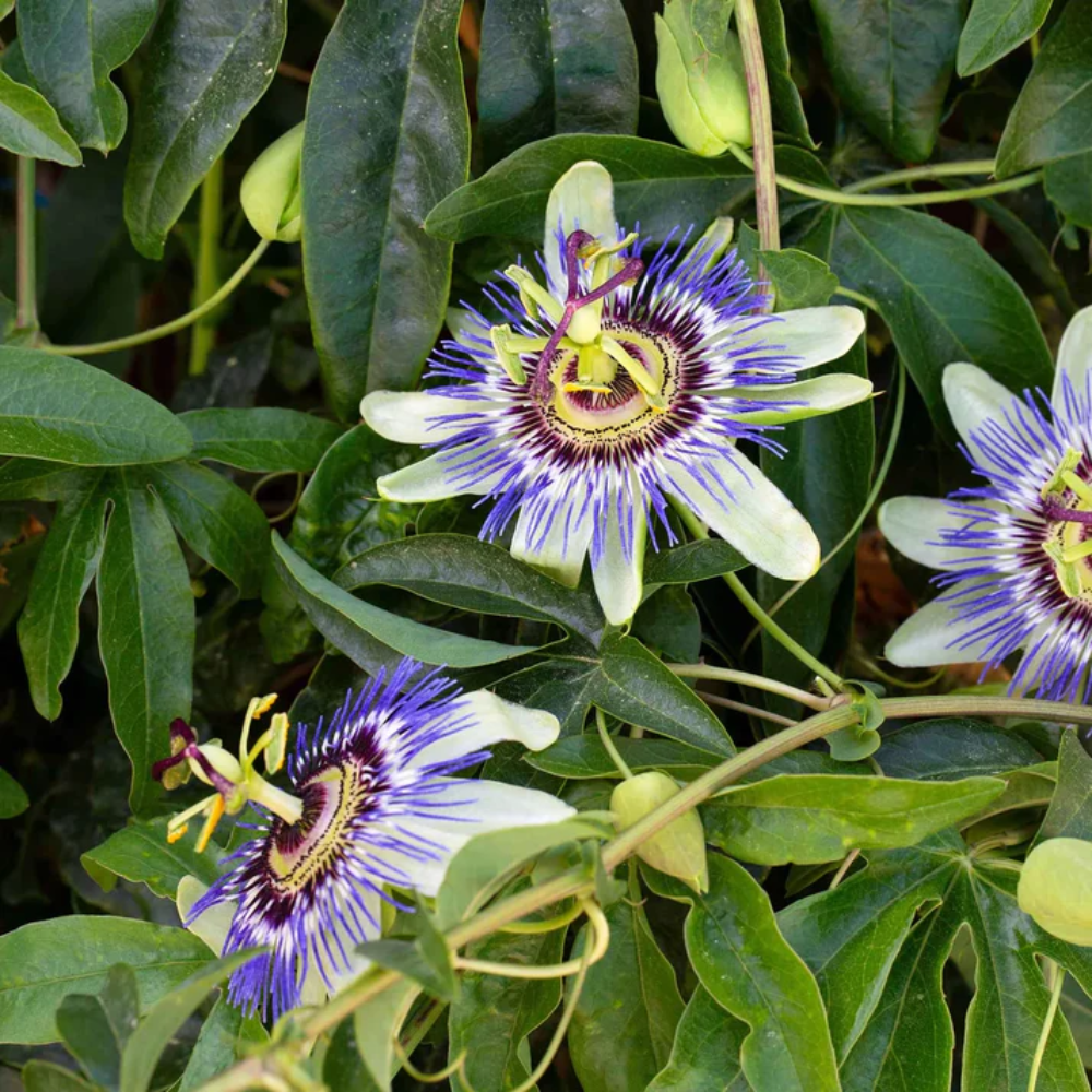 where to buy passion flower seeds Passiflora Mixed Passion Flower Seeds for Planting – Heirloom, Non-GMO – Pure Asia Seeds