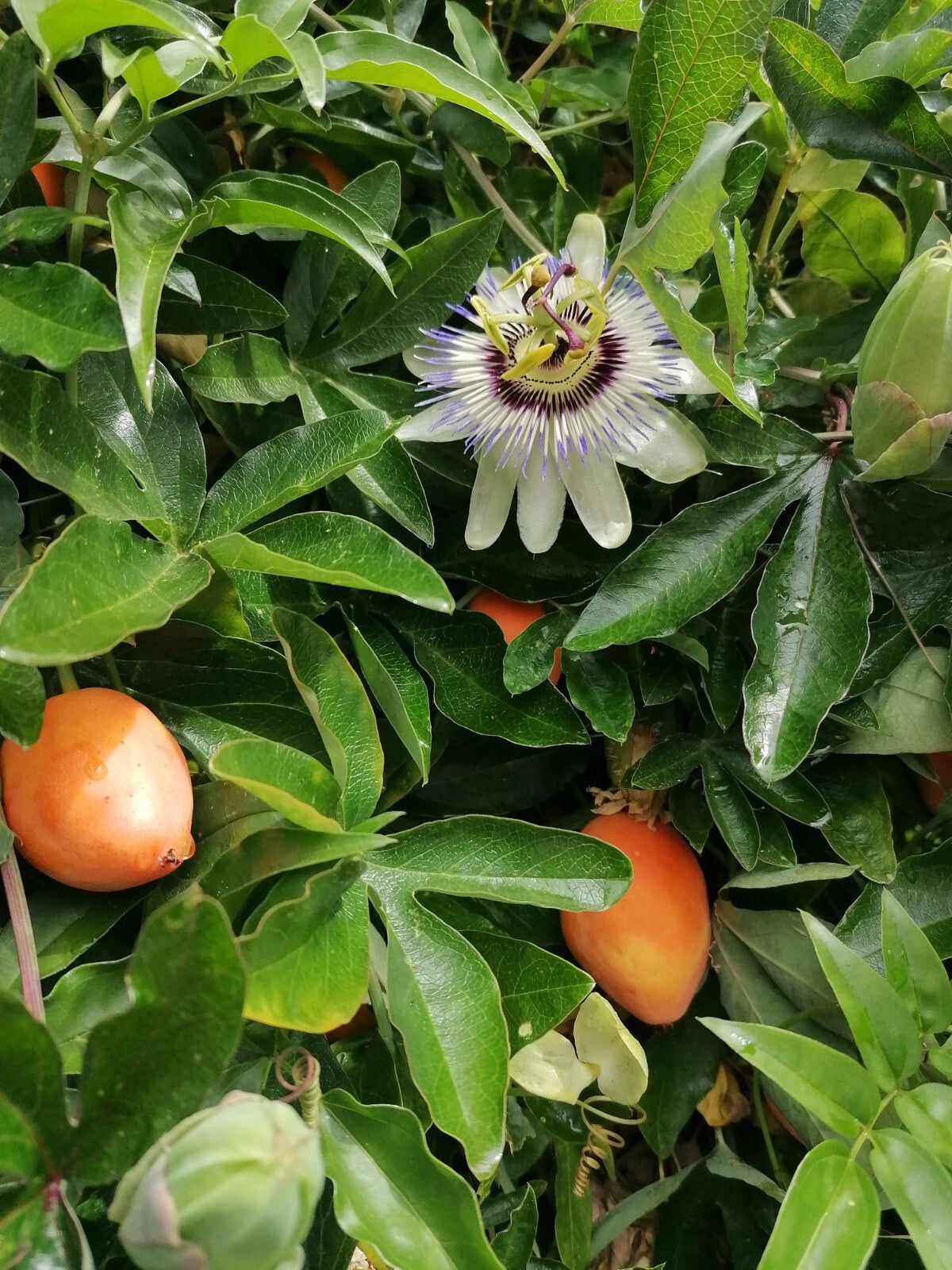 Semillas de vid de fruto naranja de Flor de la Pasión Corona Azul (Maracuyá) Passiflora caerulea