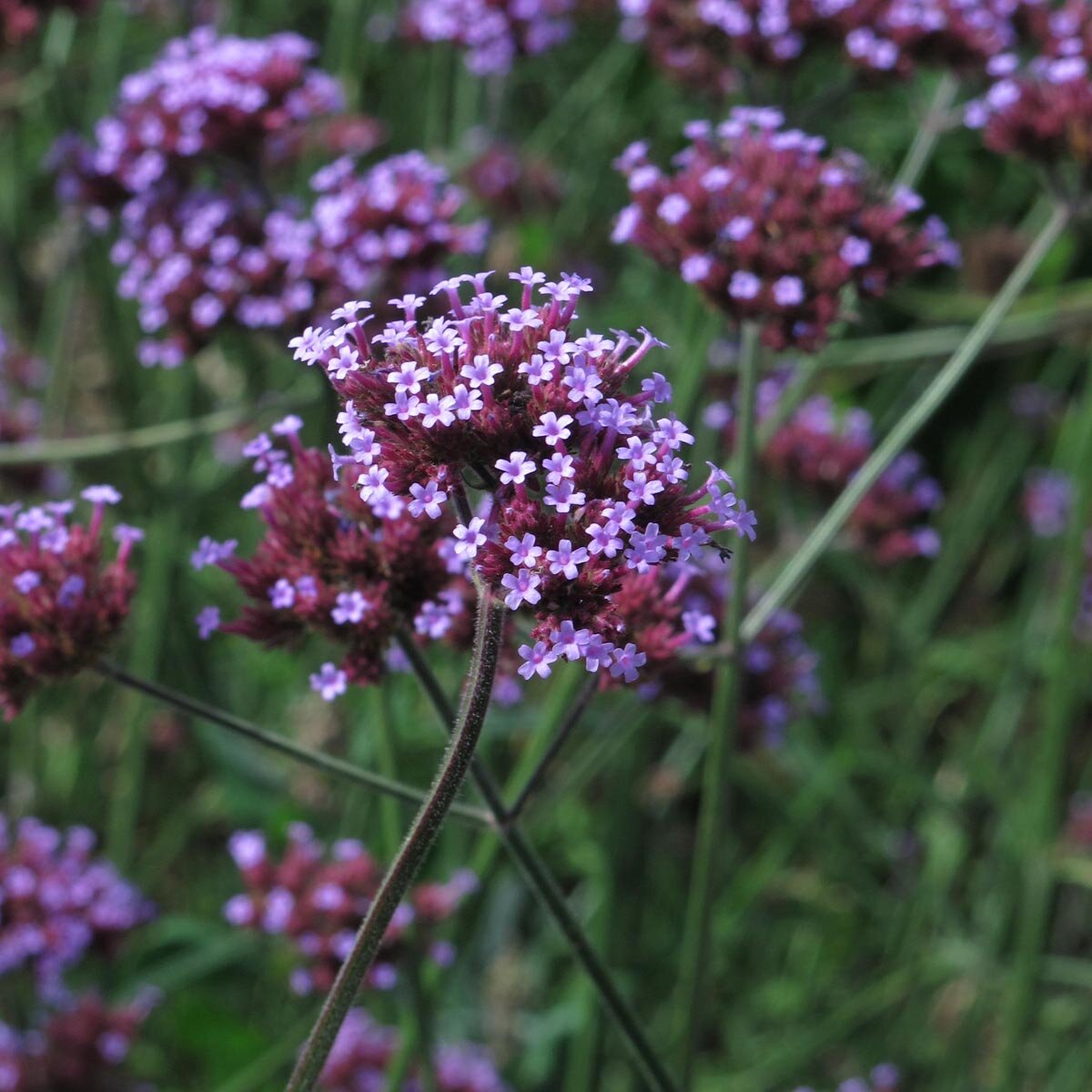 Buenos Aires Verbena Flower Seeds