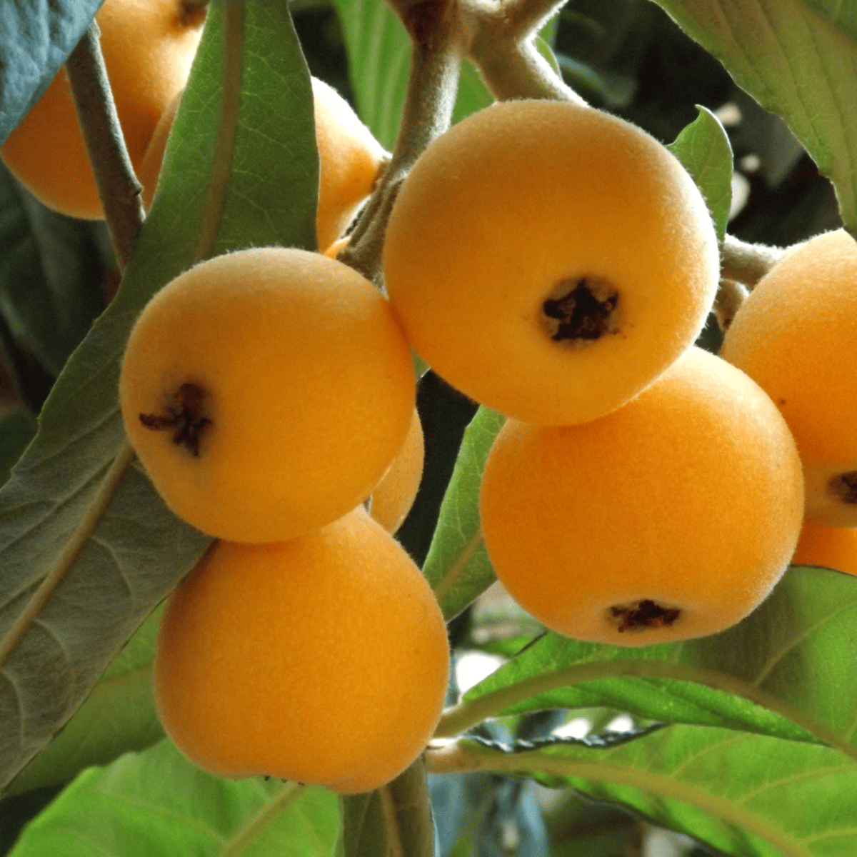 Loquat Fruit Seeds