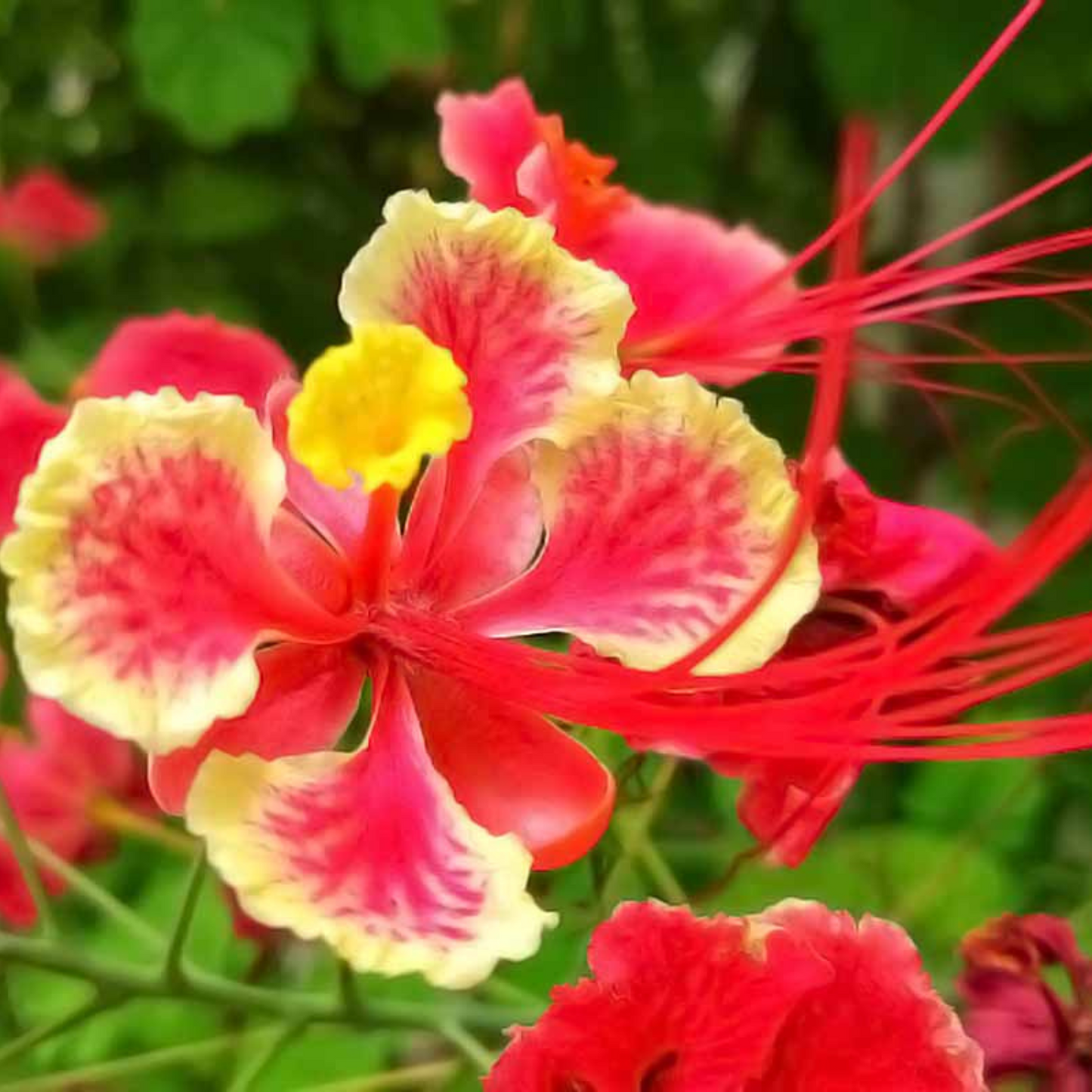 Peacock Flower Seeds