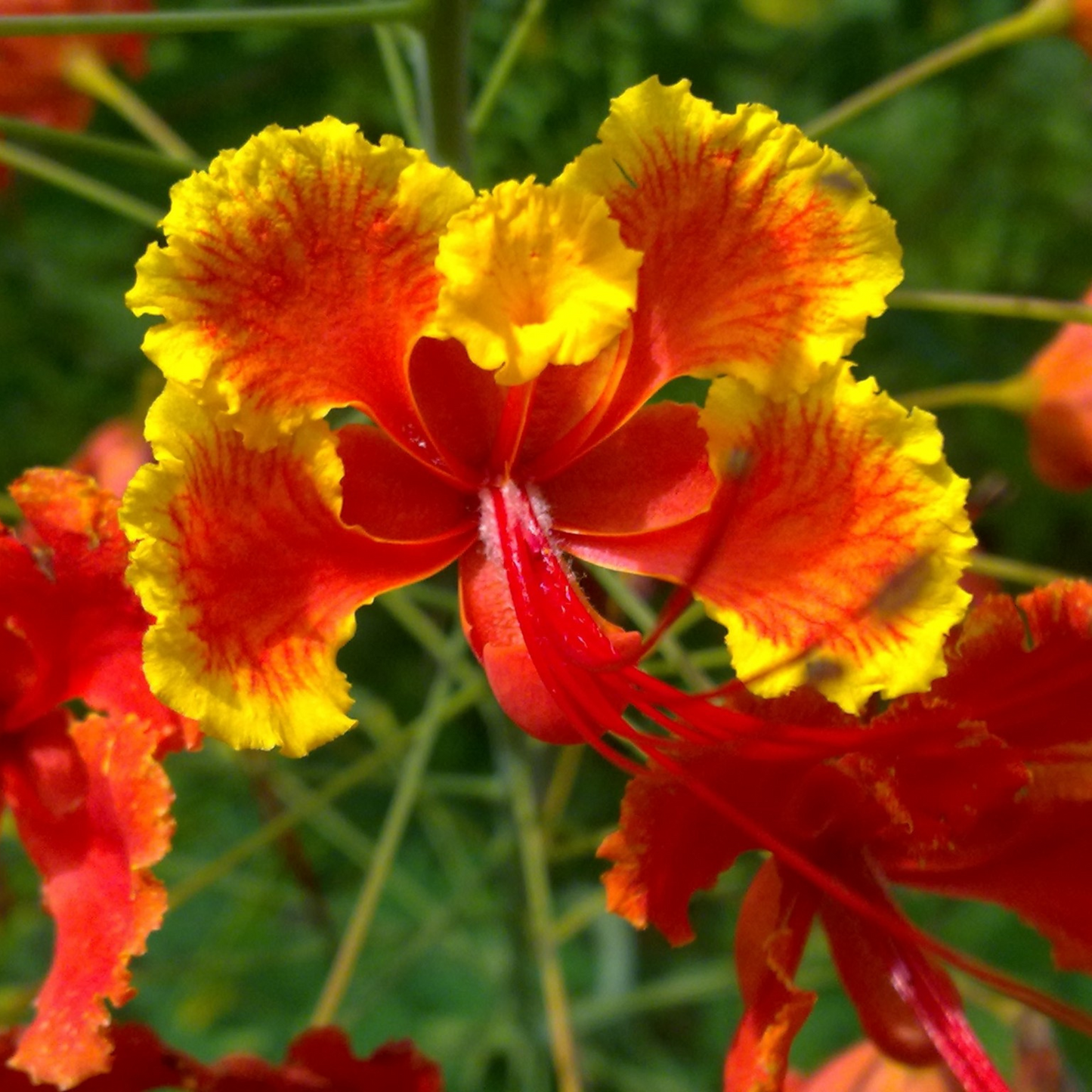 Semi di arbusto Caesalpinia Pulcherrima