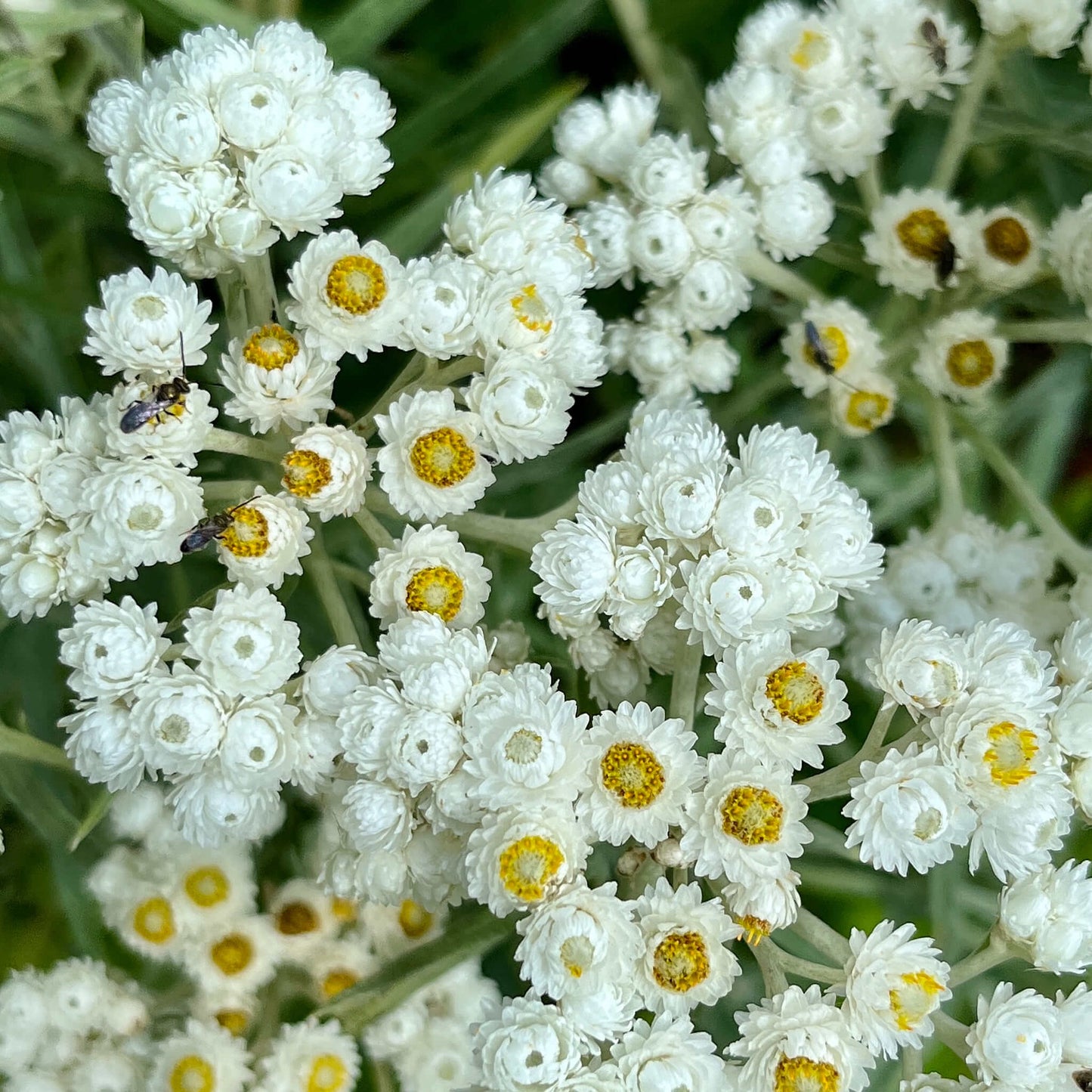 Perlmutt-Ewigkeitsblume (Anaphalis margaritacea) Duftende Schmetterlingsblumensamen