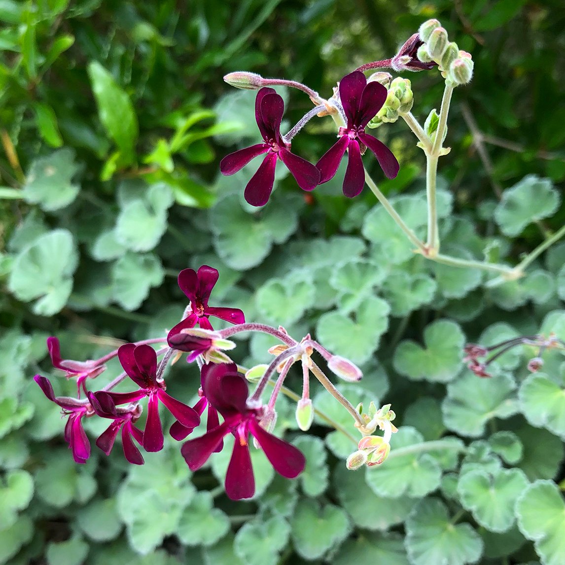 Semi di fiore di Pelargonium Sidoides