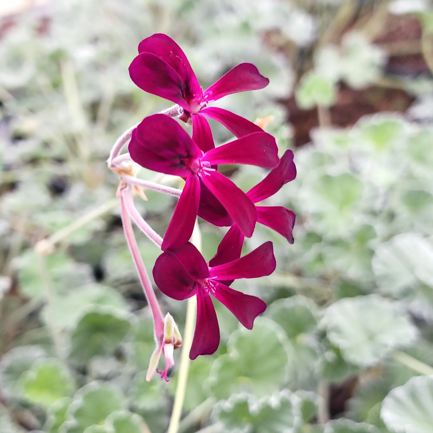 Semi di fiore di Pelargonium Sidoides