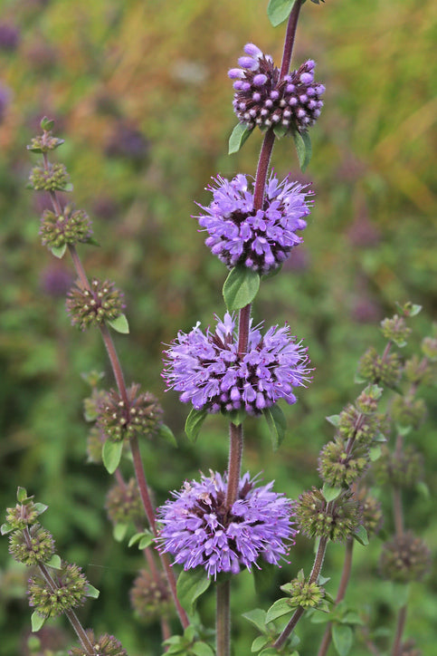 Pennyroyal Mint (Mentha pulegium) - 200 Herb Purple Flower Seeds