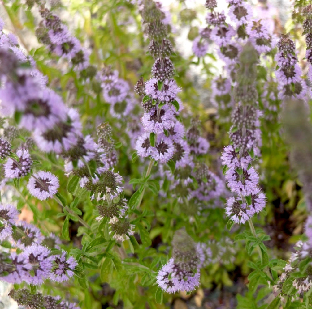Pennyroyal Flower Seeds