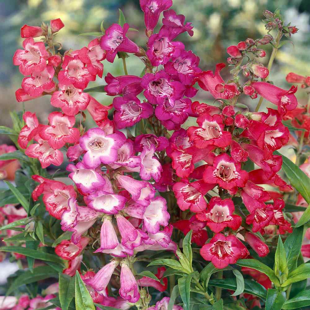 Penstemon Hartwegii Flower Seeds for Planting – Heirloom, Non-GMO, Easy to Grow, Perennial Blooms