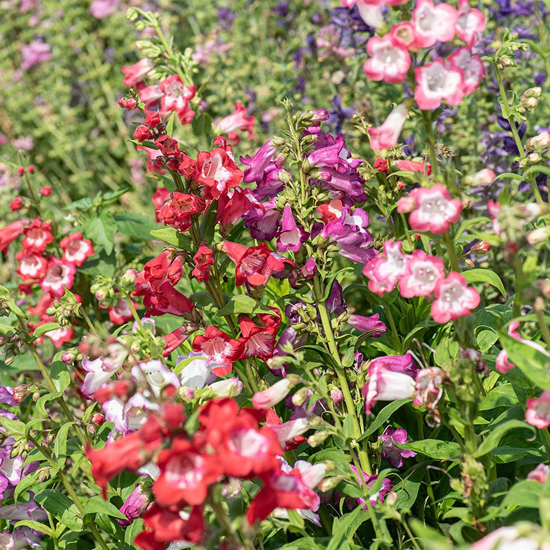 Mix Penstemon Barbatus Flower seeds for Planting - Premium Quality, Heirloom & GMO Free Seeds for Home Garden
Sale for planting in home garden